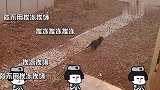 院子里新来了一只流浪猫，这么可爱的小家伙真不想让它在外挨冻