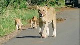 马赛马拉，天气晴朗，母狮带着幼崽出来游玩
