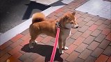 猫咪：同样是猫，为何我如此优秀，能站着直面你！