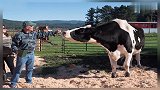 世界最大奶牛重达1吨高1.9米每天排泄136斤
