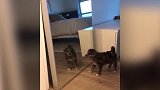 你怎么在照镜子啊，看着傻乎乎的样子，可真是有趣啊！