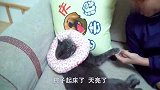 主人带猫咪去医院拆线，猫慌了：这是我失去蛋蛋的地方！