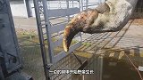 见过给牛修脚，那你见过给大象修脚吗？网友：强迫症都要犯了