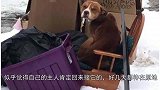 狗狗被当成垃圾扔掉，却还在垃圾堆看护主人的家具，悲哀！