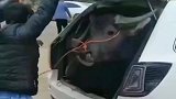 能把牛牛装进去已经很不可思议了,更不可思议的是里面竟然还有一只