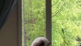布偶猫化身“大侠”，飞檐走壁，这是什么功夫