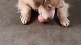 狗妈妈把苹果咬碎给狗宝宝吃