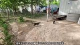 猫咪主动找乌鸦玩耍，乌鸦则是见到它就跑走，不想见到它