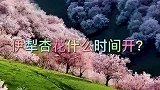 你们天天在问滴：伊犁河谷杏花花期预报来了