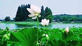 心若无尘清风自来