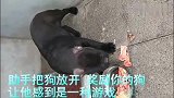 意大利卡斯罗协会教程3 卡斯罗幼犬5项基本科目训练方法