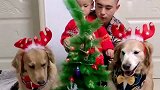 金毛艾迪陪主人过圣诞节高兴坏了，大妃却全程高冷，这两口子好逗