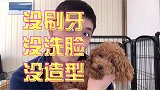 准备养狗的朋友看过来！