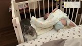 一个不留神，猫咪又睡在婴儿床里，猫：谁还不是个宝宝了