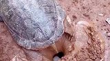 还是第一次见乌龟下蛋，就是它为什么要埋起来呢？