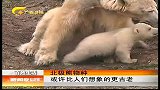 新闻夜总汇-20120423-北极熊物种或许比人们想象的更古老