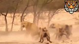 鬣狗包围雄狮 母狮带狮群前来营救，这下有好戏看了