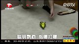 聪明鹦鹉 指哪打哪