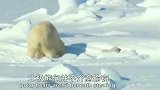 北极狐藏食物，北极熊发现后豪夺储粮，北极狐有苦说不出！