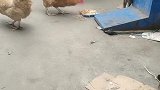 狗子：你啄我干啥，信不信我咬你！