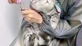 猫咪剪指甲害怕到抖脚