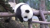 大熊猫爬不上木架，竟威胁摄像删除录像？