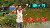 荒废6年山塘蚯蚓试钓，大货不断，意外出现罕见土货，小伙乐坏了