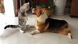 猫咪看狗狗对它呲牙很不爽，站起来跟狗狗对峙，这架势很社会
