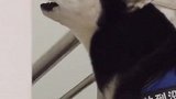小姐姐们千万不要养二哈，这才丢人丢大了！