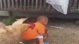 儿子欺负母鸡，结果被公鸡看到了，下一秒惨了，原谅我没忍住！