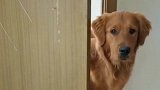 狗：它打我，我就得哭