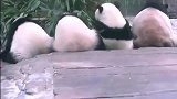 熊猫：大熊猫妈妈带着3个萌娃吃播，一起背影杀，好萌