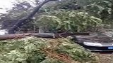 受台风“利奇马”影响，沈阳巨型大树倒塌砸中黑色轿车：我车呢？