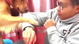 小主人偷走了金毛的肉干，看金毛的反应，场面一度不受控制
