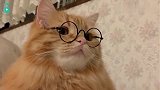 大橘猫戴上镜框后，博学气质瞬间点满，这可爱眼神简直无法抵抗