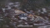 2亿年前蜻蜓长3米，所幸受此因素限制，否则他们比鲸鱼还大