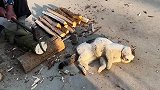 好家伙，这猫是真不怕死啊