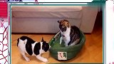 狗狗发现自己的窝被猫占了，发狂放大招，猫纳闷汪你神经了吧