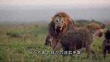 狮子咬断鬣狗后肢后，给鬣狗精神“折磨”，镜头拍下全过程！