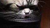 搞笑视频：猫好渴呀