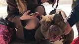 姑娘养的恶霸犬，狗皮和姑娘衣服都一样，情侣的呀！