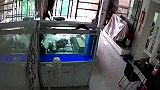 爆笑集锦：鱼：谁买的鱼缸？这玩意漏电啊