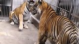 两只老虎关一起的后果,就是三天两头打架,左边的老虎看着更强