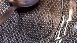 鸡腿这样做不够吃哦