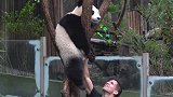 美国小伙去动物园逗大熊猫，网友：语言不通，沟通不了！