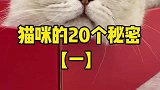 人类不要再被喵星人欺骗了