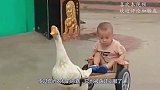 农村的恶霸，想不到被萌娃训服如此听话，看来强中自有强中手！