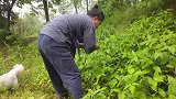 满山遍野的野草莓，摘到手软，榨成汁美味至极