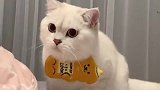 猫猫虫扭着扭着就长大了萌宠出道计划猫 #神评即是标题