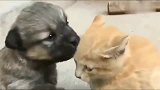 小奶狗舔小奶猫为了示好，谁知小奶猫对着狗狗就是一巴掌！